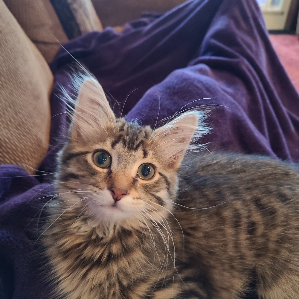 Meet your Posher, Jodi and Falcon Kitty! - Picture 3 of 8